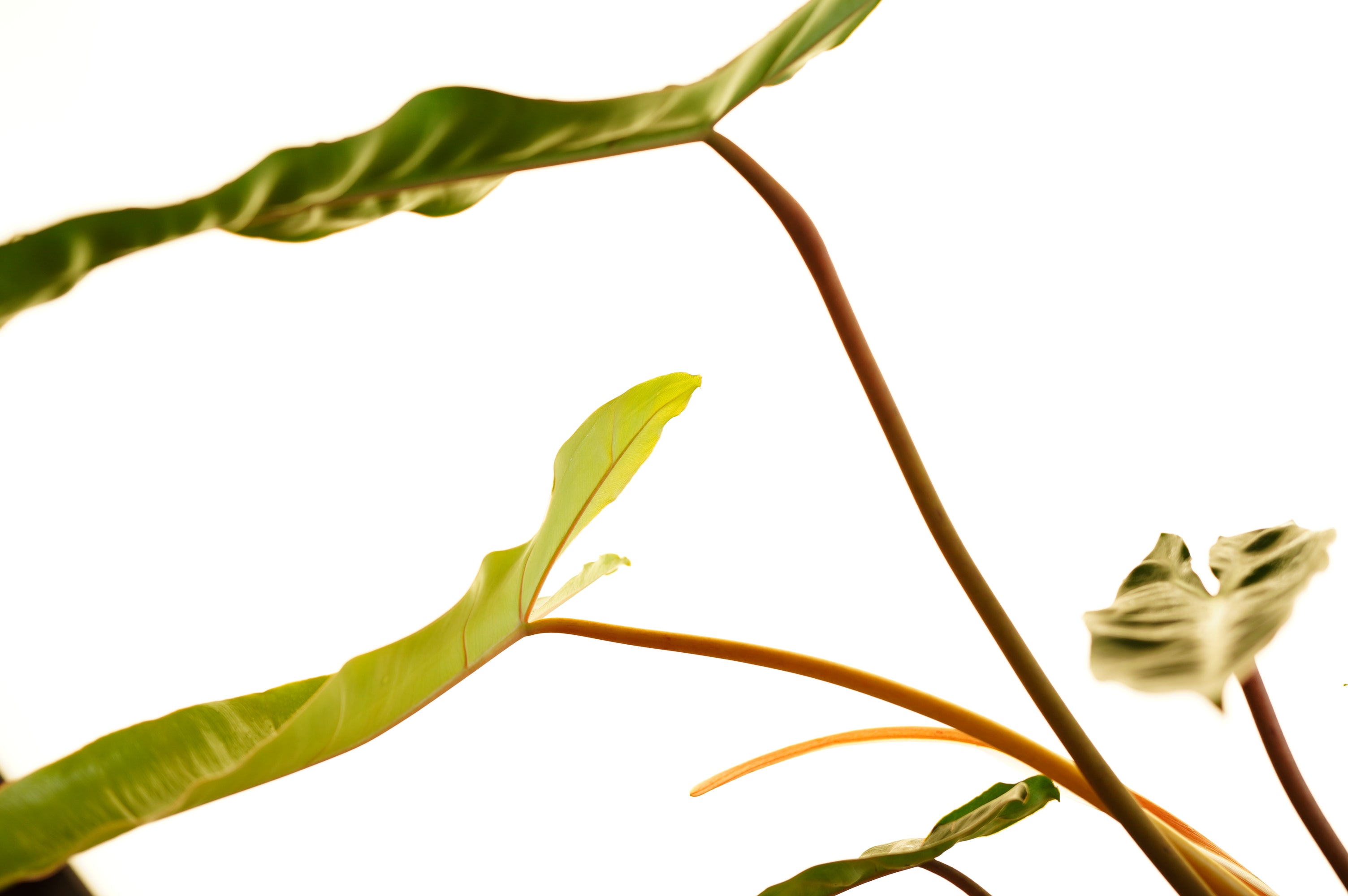 FOLD VASE WITH PLANT 001