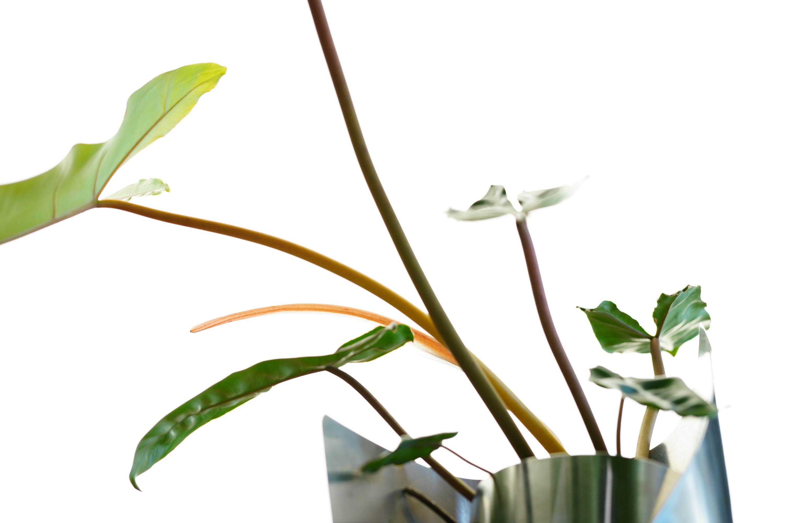 FOLD VASE WITH PLANT 001