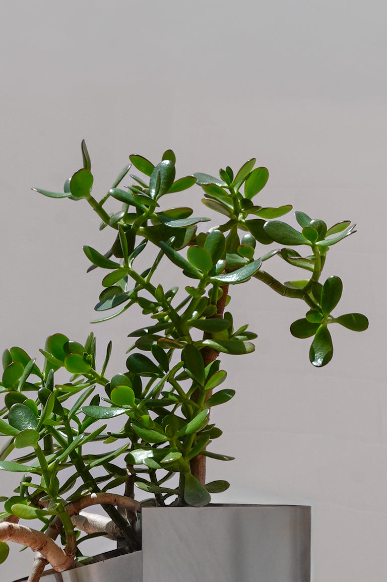 FOLD VASE WITH PLANT 002
